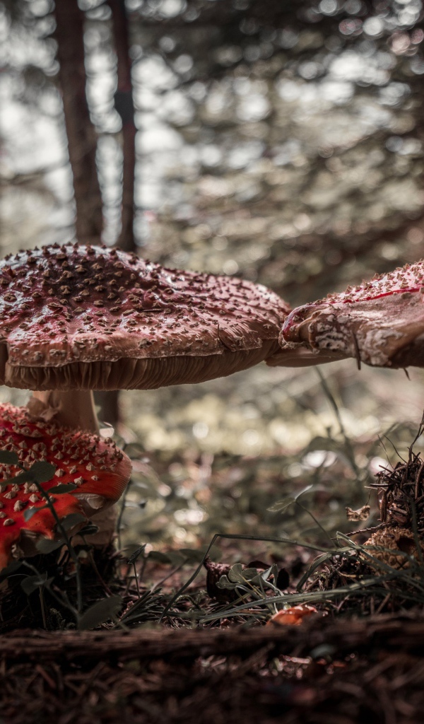 Большие лесные грибы мухоморы 