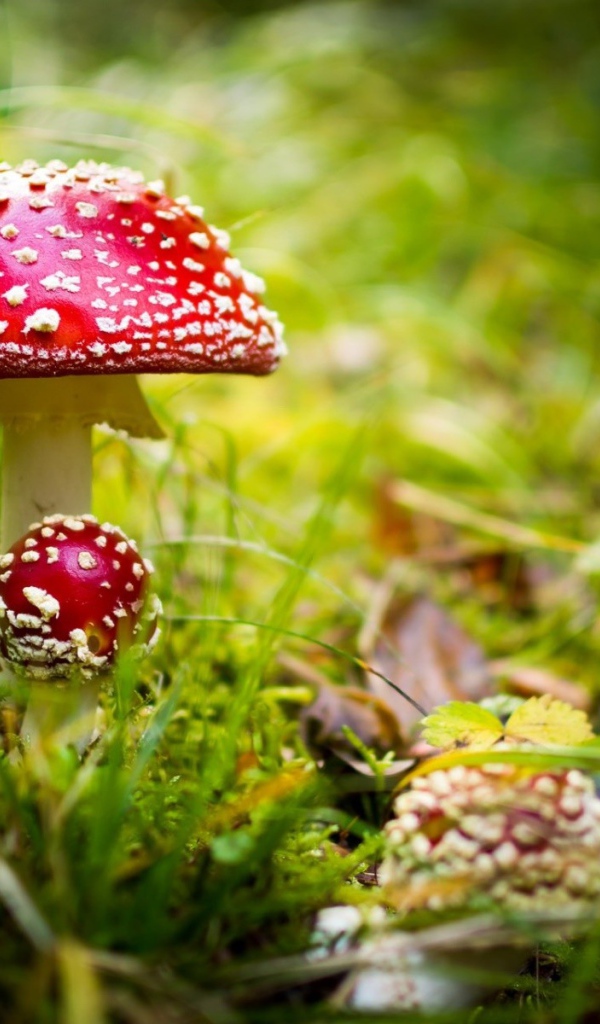 Красные грибы мухоморы в лесу 