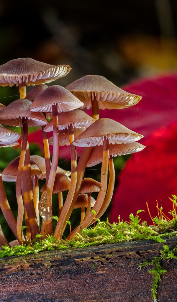 Маленькие грибы растут на сухом дереве покрытом зеленым мхом