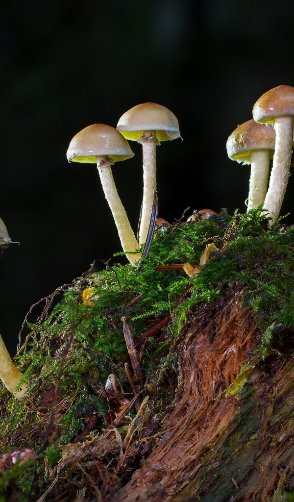 Маленькие грибы растут на покрытом мхом пне