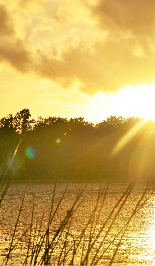 Восход солнца над лесным озером 