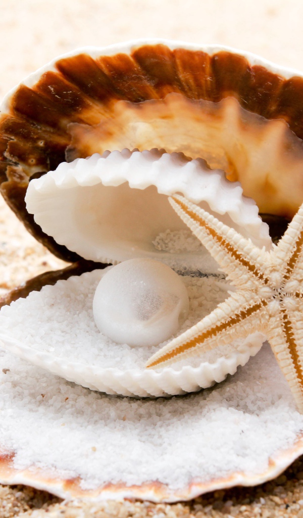 A shell with a pearl and a starfish on white sand near the sea