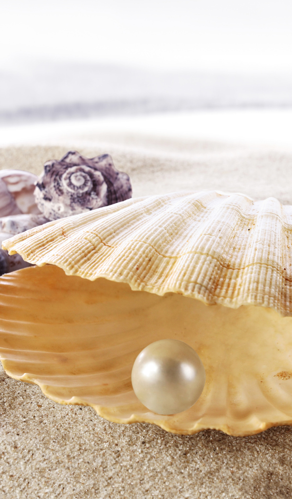 Морская красивая ракушка с белой жемчужиной внутри