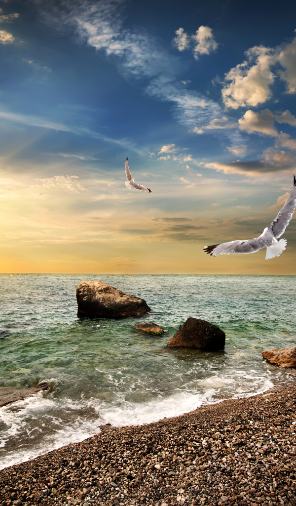 Чайки летают над морским берегом на закате солнца