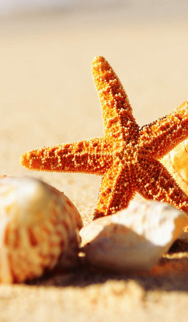 Shells and starfish on warm yellow sand in summer