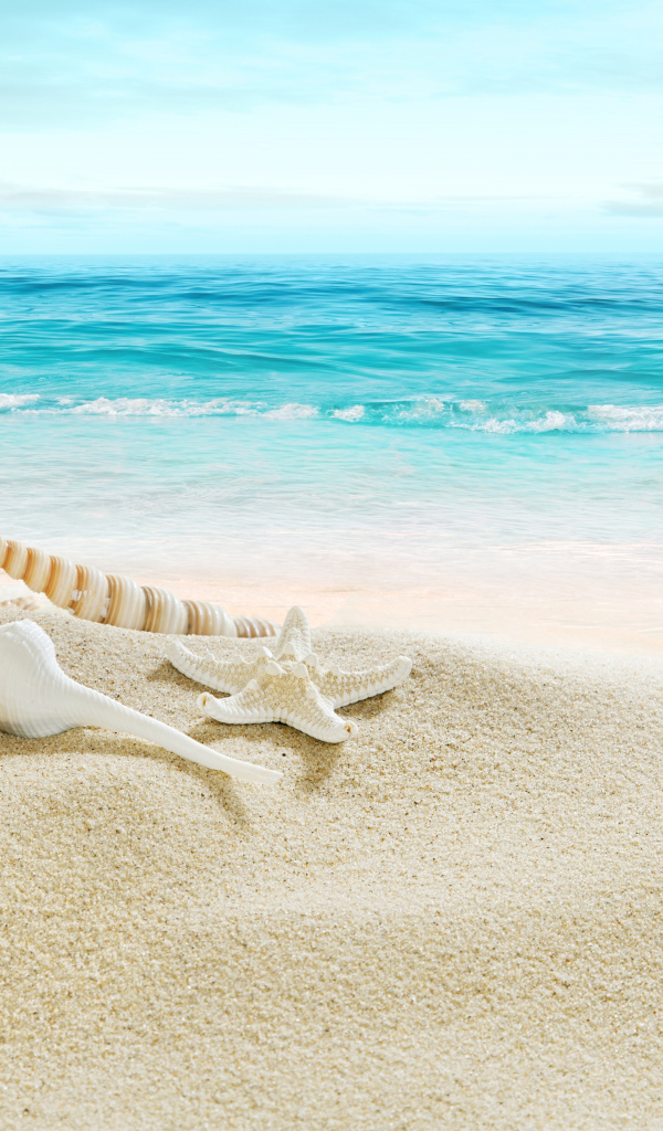 Ракушки на белом песке на побережье у моря
