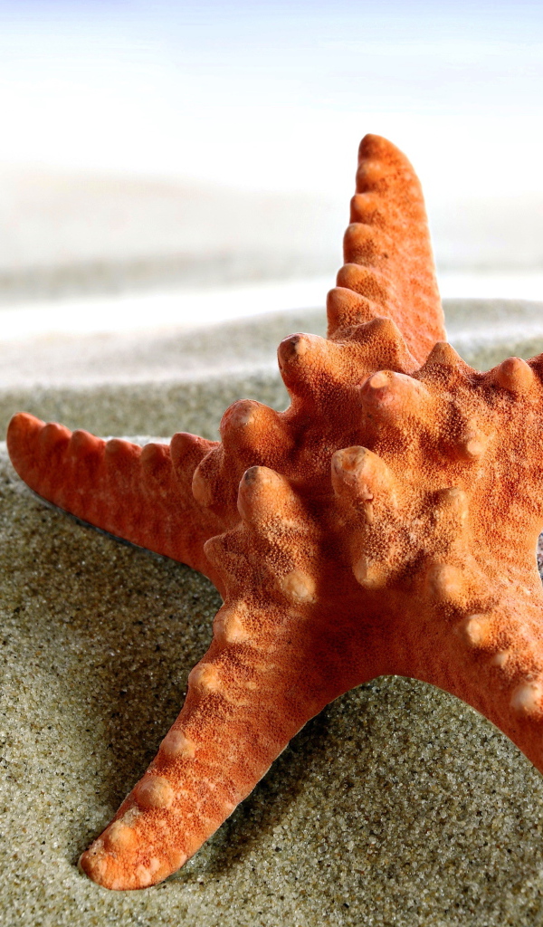 Starfish and seashells on sand closeup