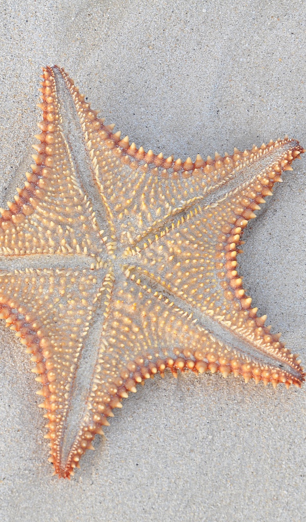 Морская звезда на песке крупным планом