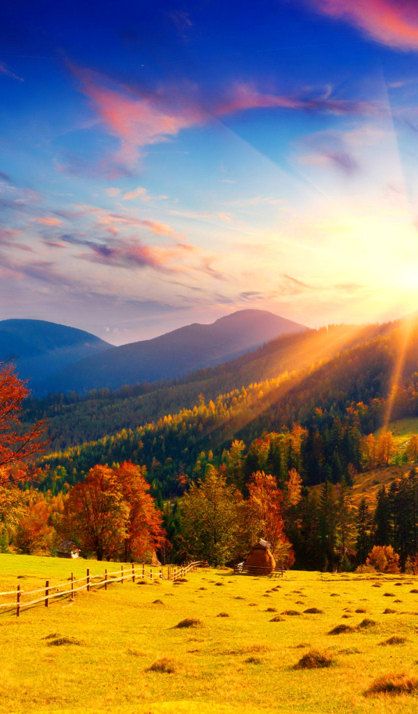 Осеннее поле с деревьями в лучах яркого солнца