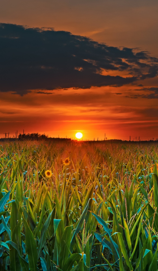 Закат летнего солнца над кукурузным полем
