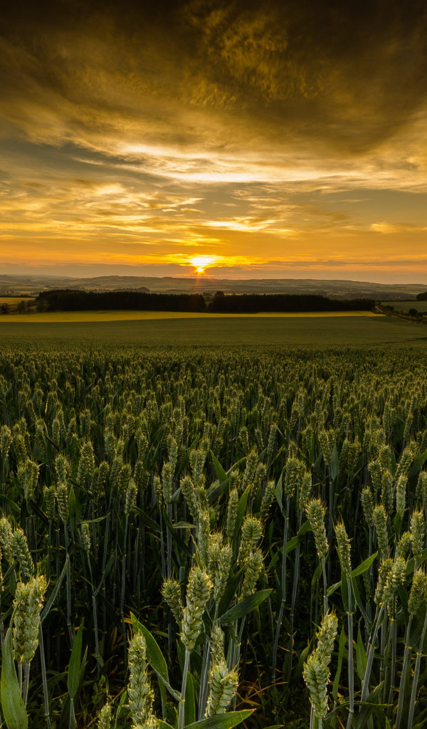 Закат солнца над полем зеленой пшеницы 