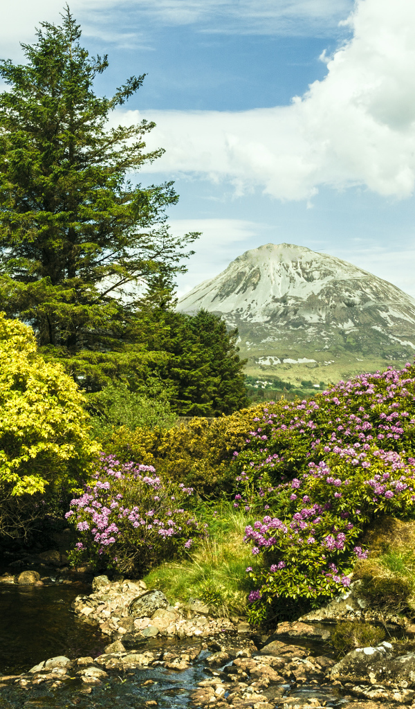 Красивая цветущая природа и ручей на фоне горы 