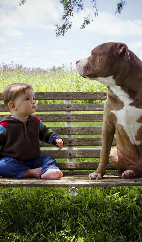 Маленький мальчик сидит с большой собакой на скамейке
