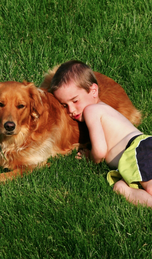 Маленький мальчик спит с золотистым ретривером на зеленой траве