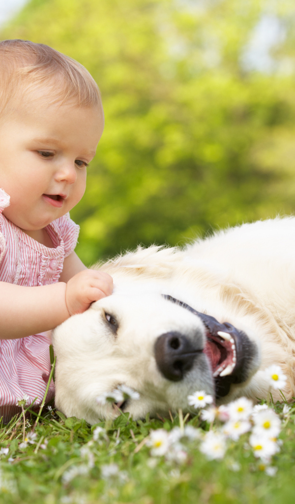 Маленькая девочка играет с белым лабрадором на зеленой траве