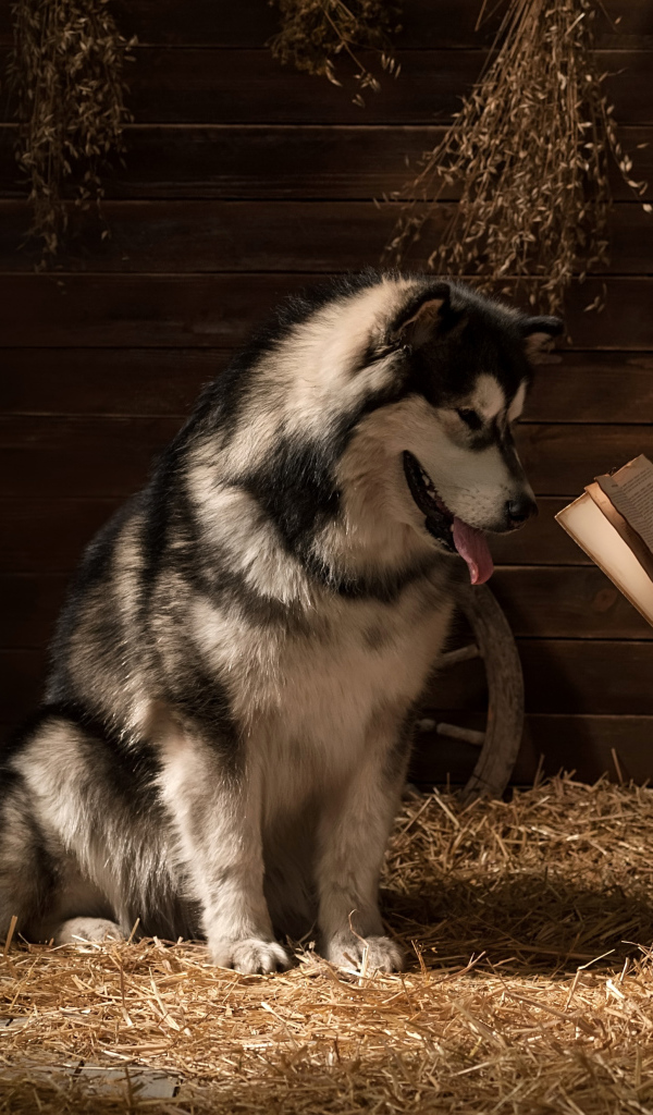 Маленькая девочка читает книгу собаке породы хаски