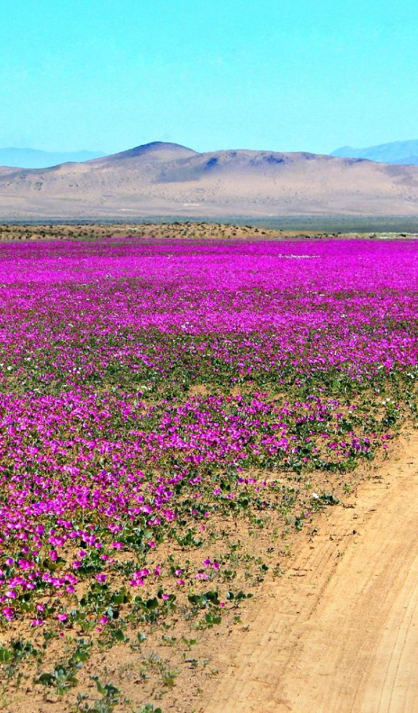 Цветущая пустыня Атакама, Чили 