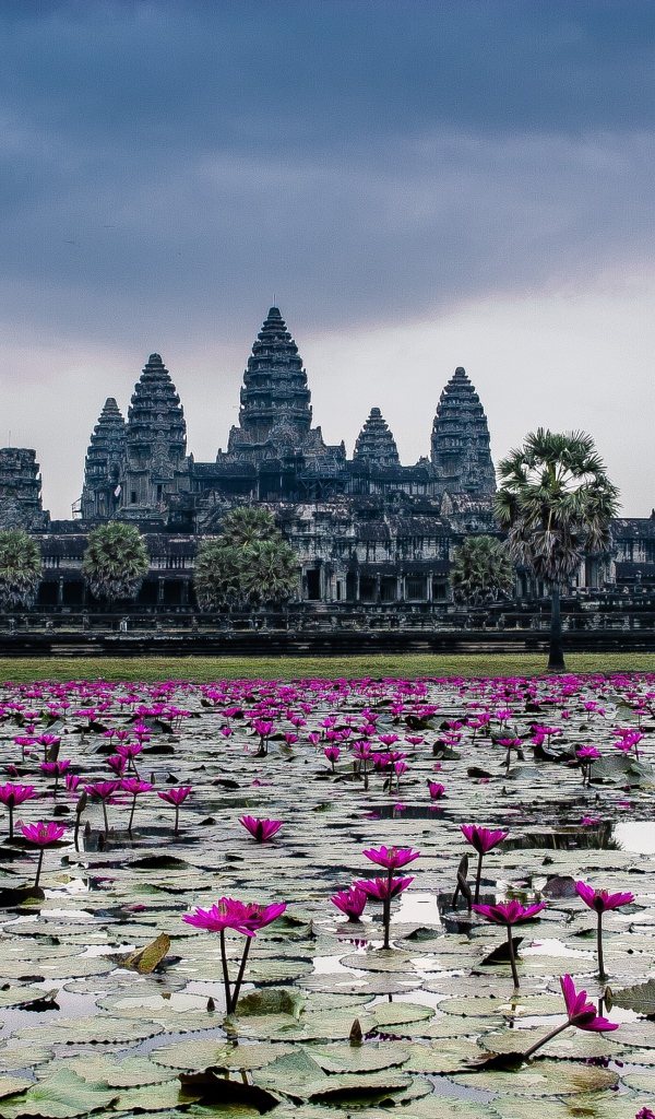Цветущие лотосы на фоне храмового комплекса Ангкор Ват, Камбоджа 