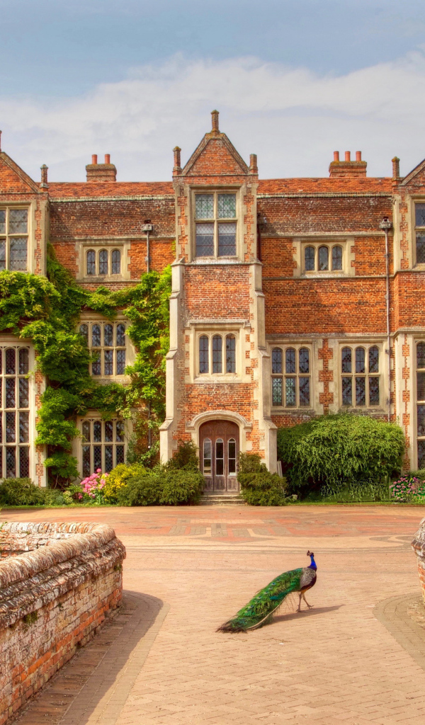 Павлин у дворца Кентуэлл Холл, Англия