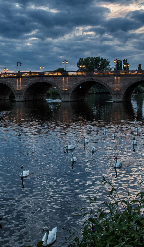 White swans swim in the river at the evening bridge, England