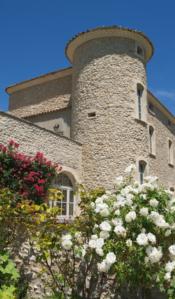 Flowering bush of roses near the walls of the castle Murs. France