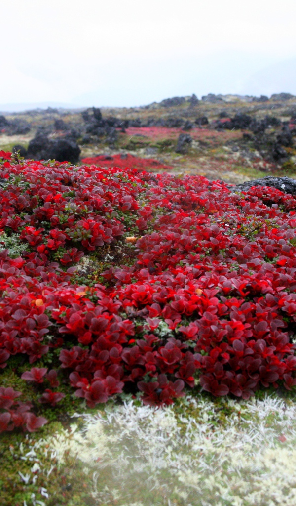 Красочная природа Камчатки,  Россия 