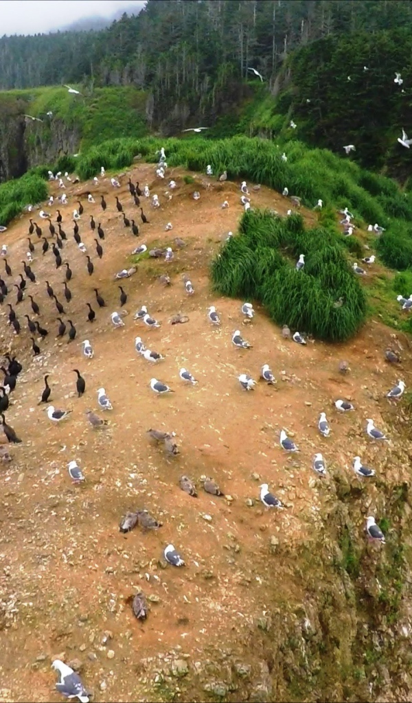 Колонии птиц. Мыс Великан, Сахалин. Россия 