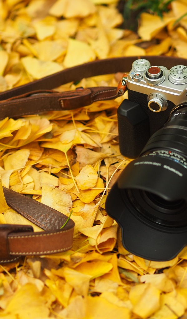 Фотоаппарат Olympus Pen-F лежит на желтой осенней листве