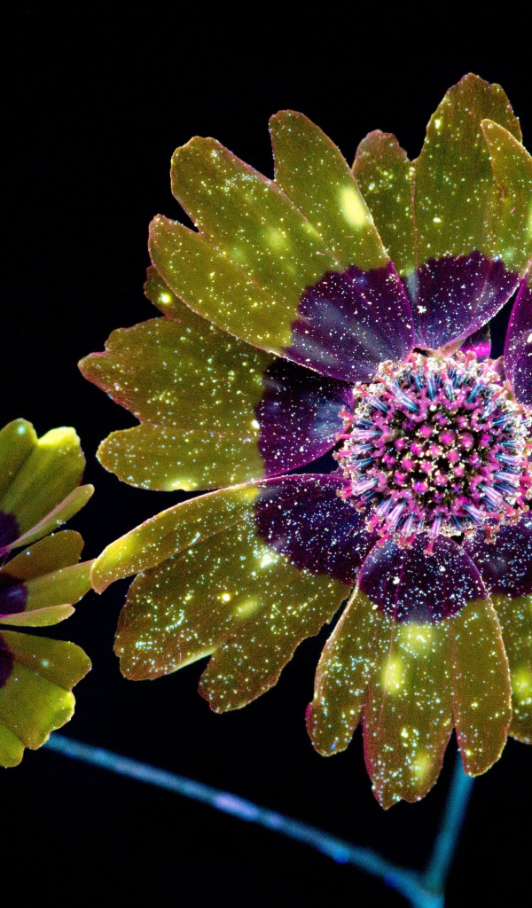 Фантастические цветы на черном фоне, 3д графика