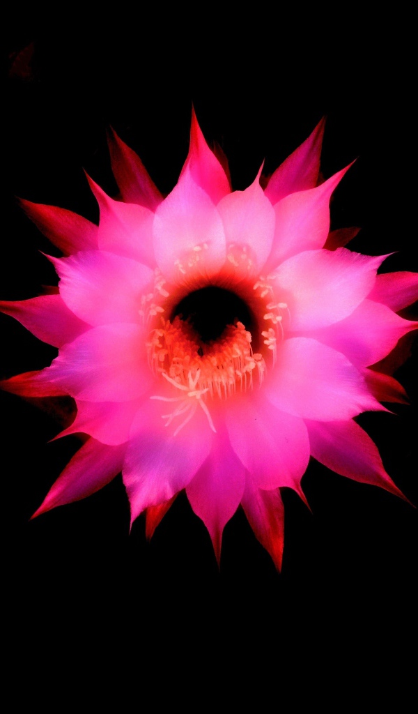 Розовый цветок на черном фоне, 3д графика