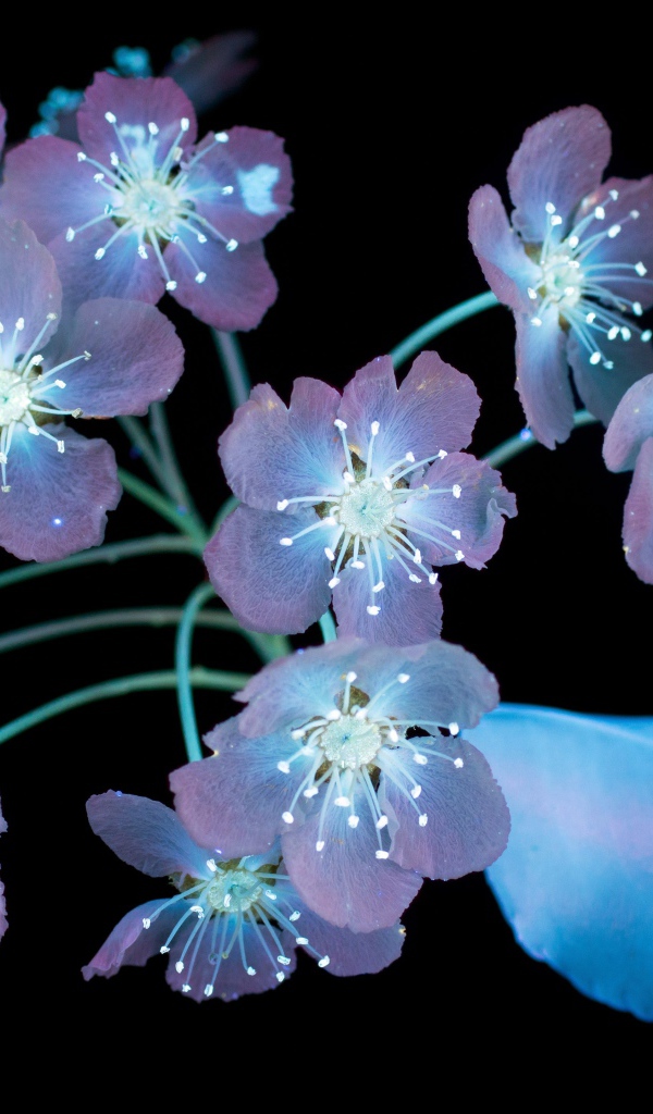 Фиолетовые цветы на черном фоне, 3д графика