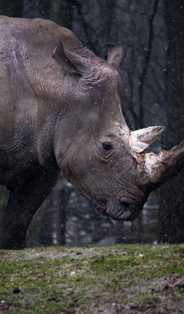 Большой носорог в лесу