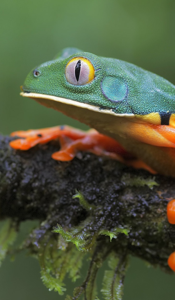 Лягушка сидит на мокрой ветке 