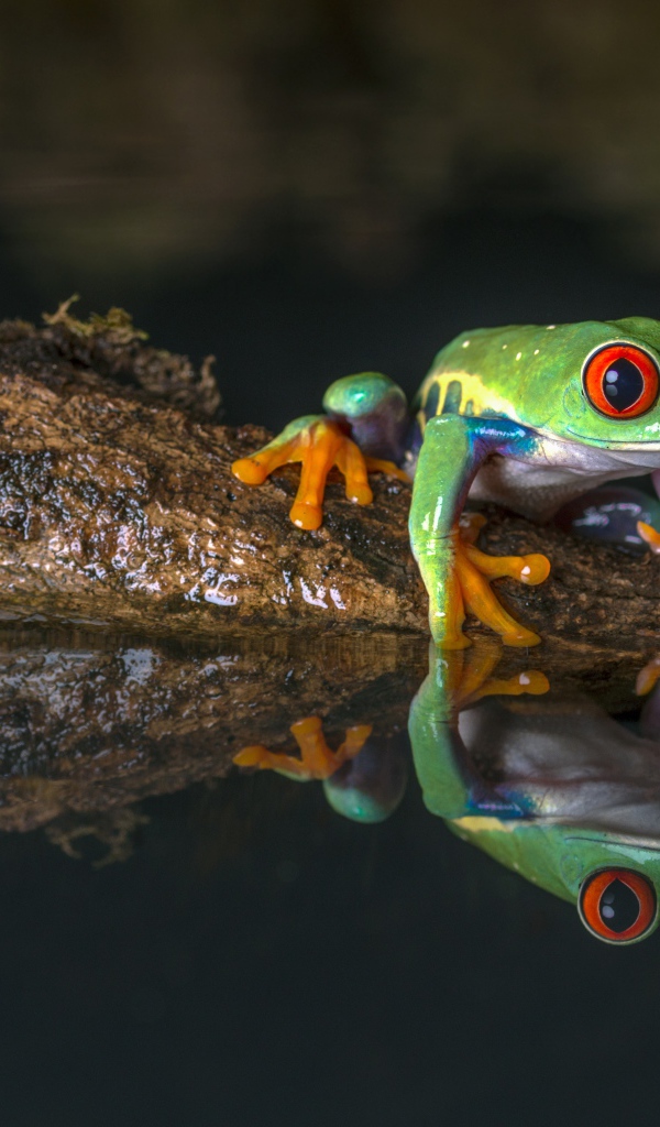 Зеленая лягушка на коряге в воде 