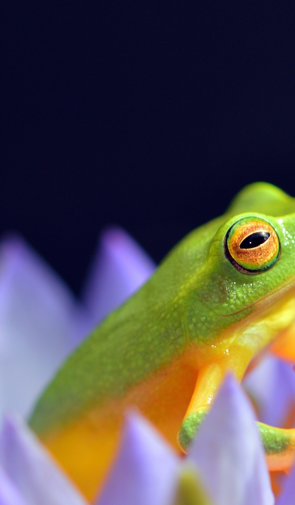 Зеленая лягушка сидит в цветке лотоса на синем фоне