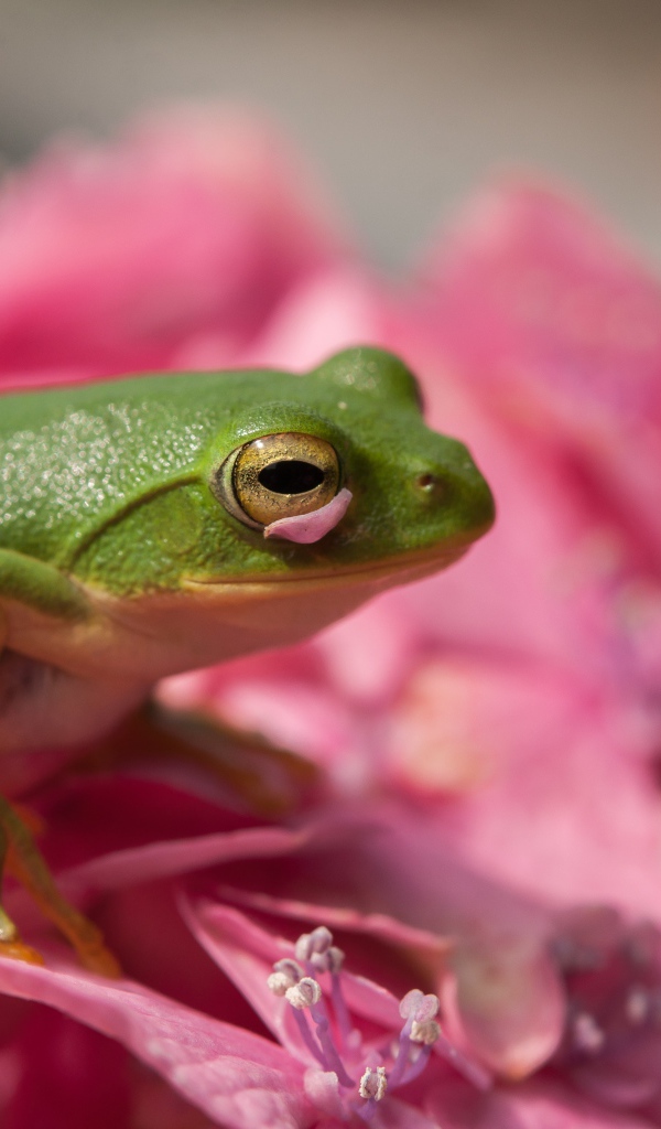 A green frog sits on a pink flower