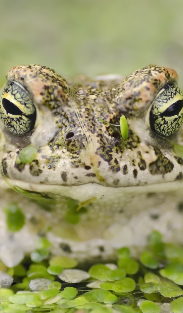 Большая лягушка в пруду