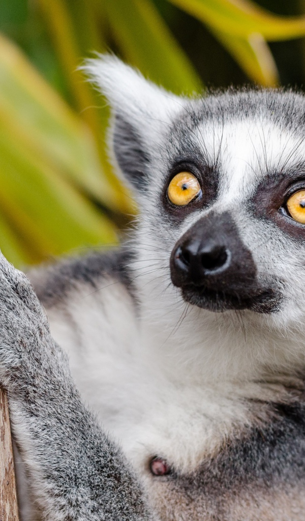Big lemur with yellow eyes on a tree