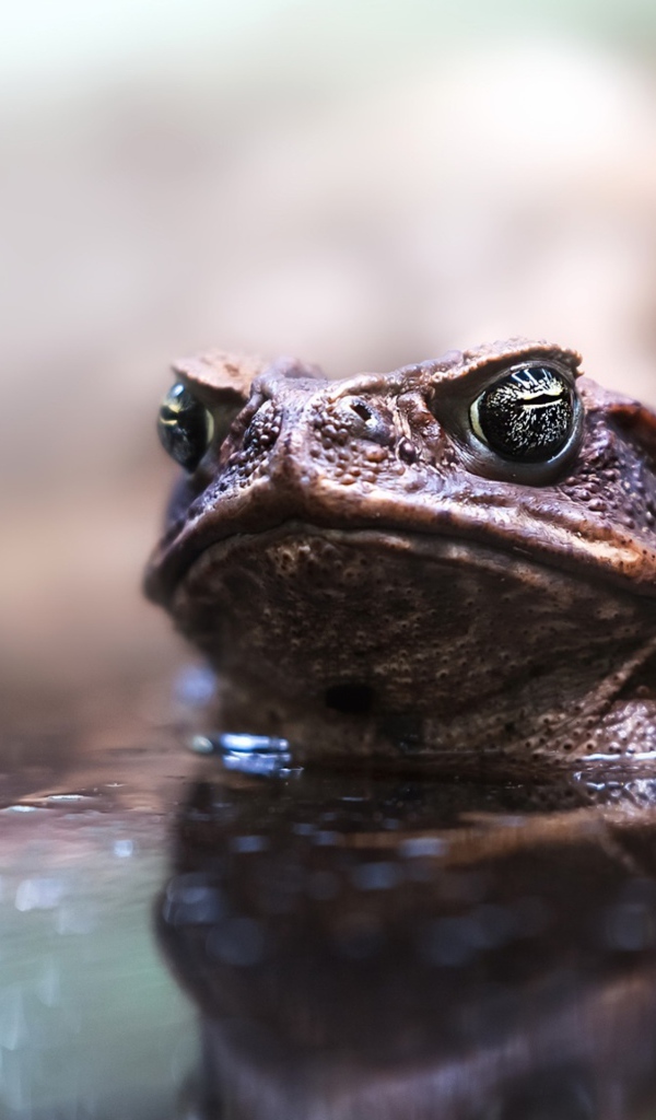 Большая жаба сидит в воде