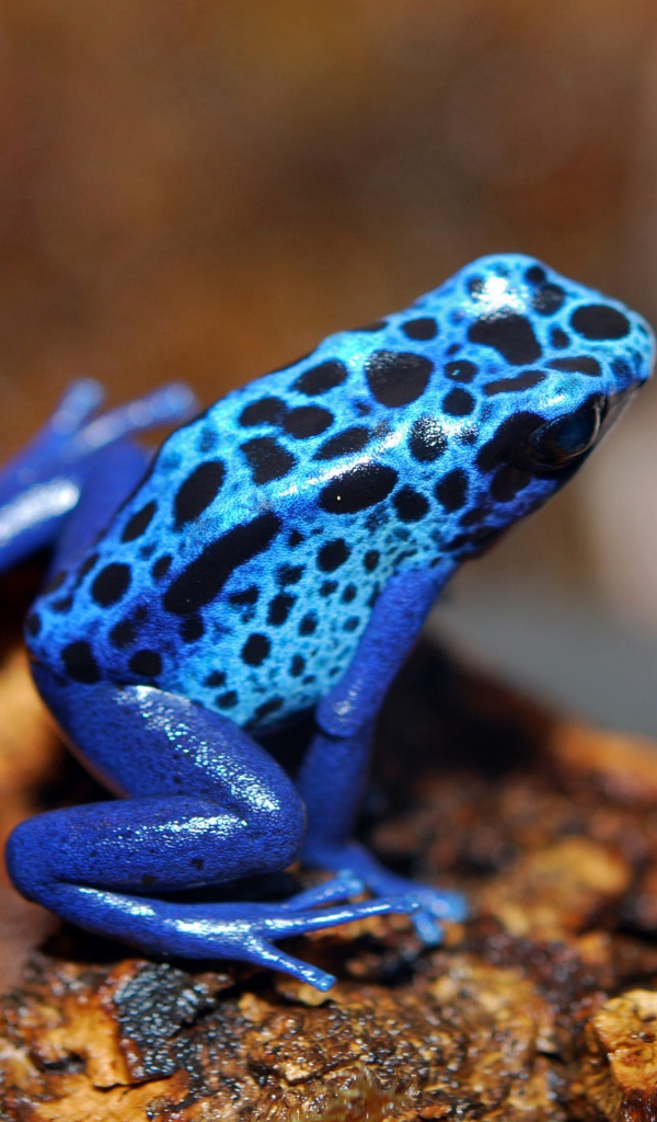 Blue frog sitting on a stone