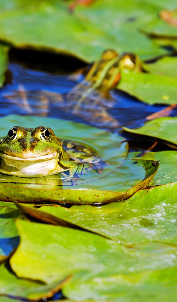 Frog sits on green leaves in water