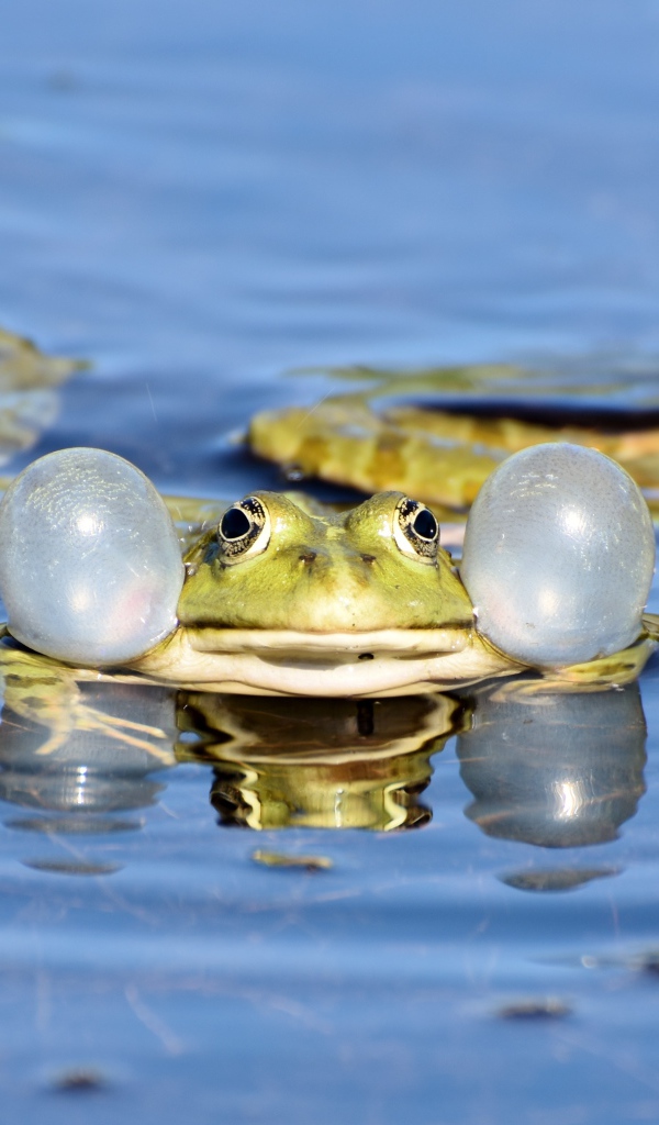 Зеленая лягушка с надутыми щеками в воде