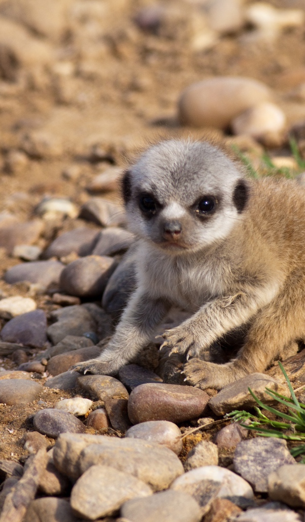 Маленький сурикат сидит на мелких камнях