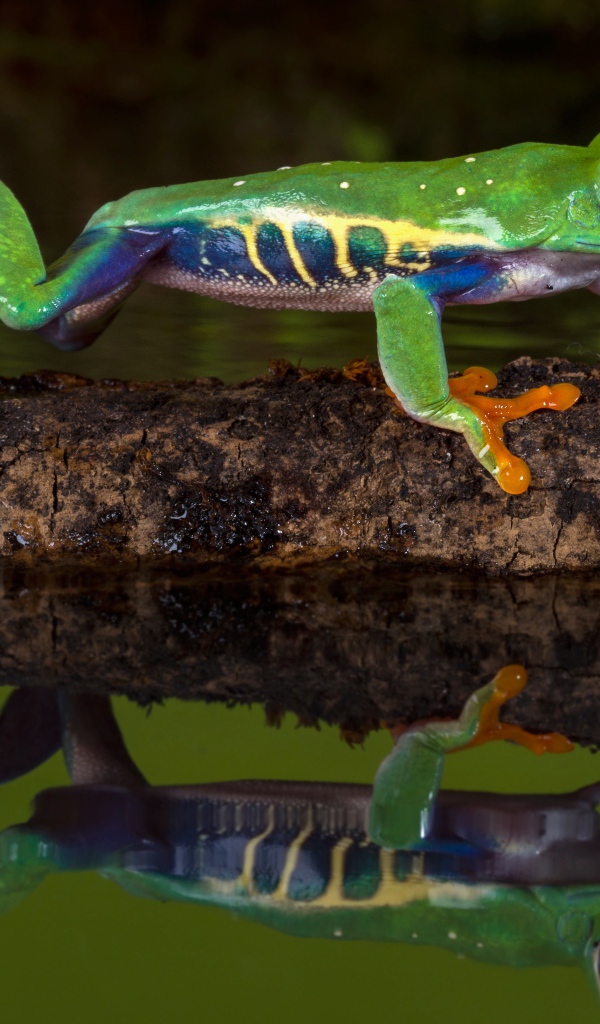 Красноглазая квакша на ветке в воде