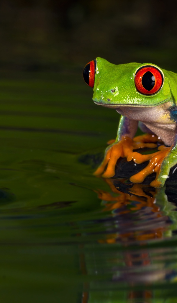 Зеленая лягушка смотрит на каплю в воде