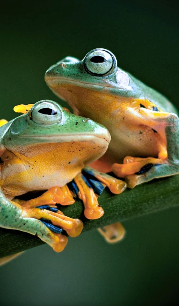 Two green frogs are sitting on a green branch