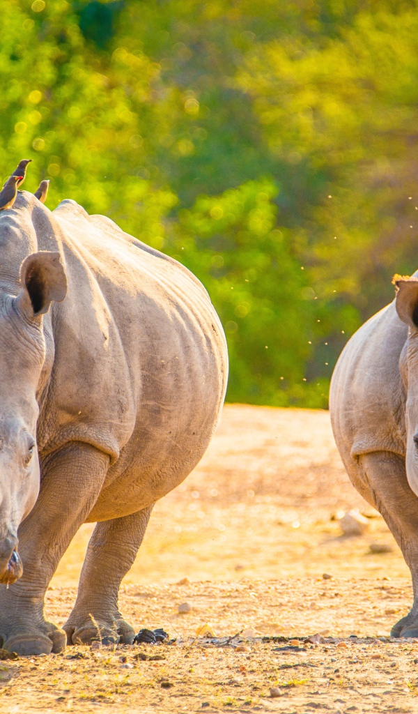 Два носорога бегут по горячему песку 