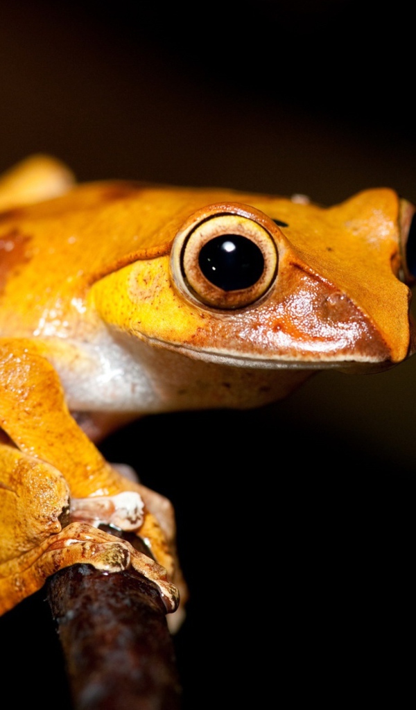 Желтая лягушка на ветке 