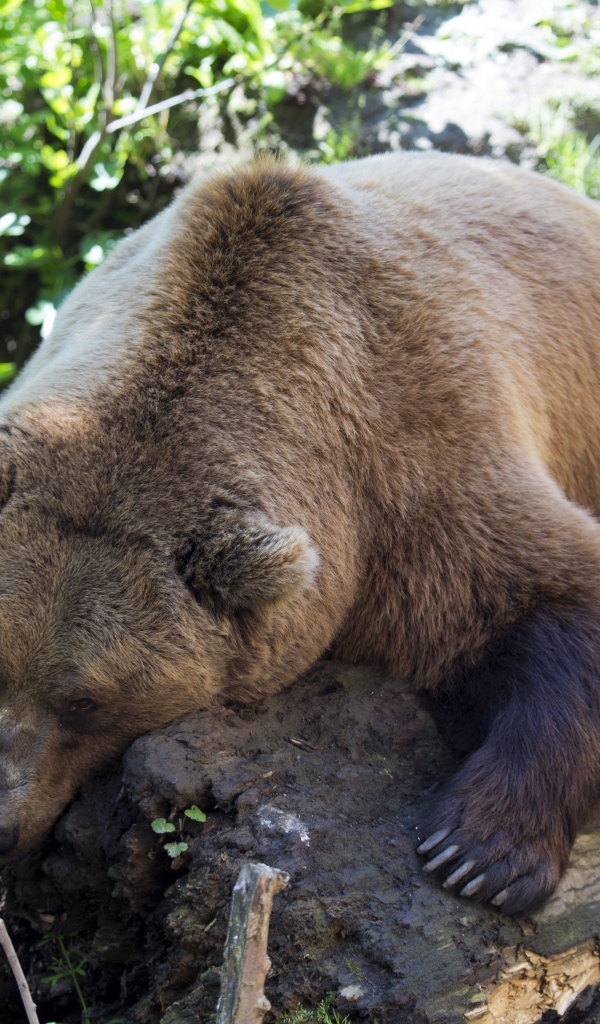 A large brown bear lies on a dry tree