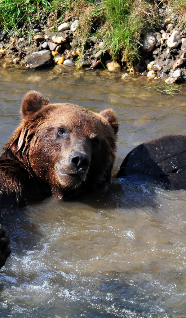 Большой бурый медведь купается в ручье